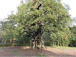 Major Oak in Sherwood