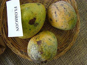 Mango Florigon Asit fs8.jpg