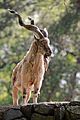 Markhor Horns (5779055412)