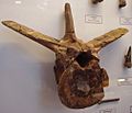 Megalosaurus vertebra