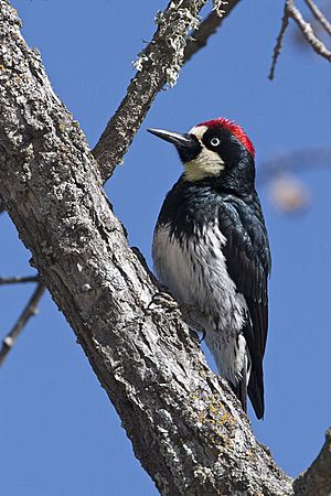 Melanerpes formicivorus -San Luis Obispo, California, USA -male-8.jpg