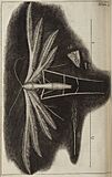 Micrographia Schem 30