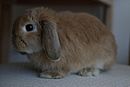 Miniature Lop - Side View.jpg