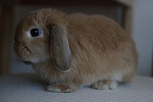 Miniature Lop - Side View