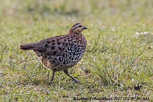 Mountain Bamboo Partridge.jpg