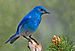 Mountain Bluebird.jpg