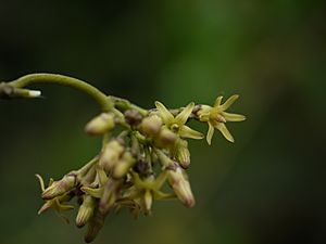 Nagalkuda (Marathi- नागलकुडा) (5660740119).jpg