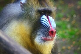 Oregon zoo, USA (8346214640)