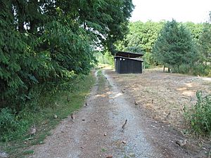 Pheasant in Litovelske Pomoravi