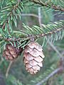 Picea mariana cone