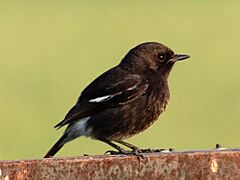 Pied bush chat near Mohali