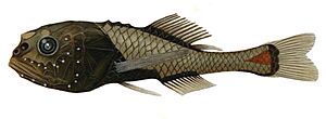 Model of a crested bigfish published in the 1911 edition of Prince Albert of Monoco's "Résultats des campagnes scientifiques"