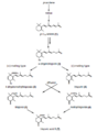 Postulated biosynthesis of trisporic acid B (van den Ende, 1976; Sutter et al., 1989; modified)