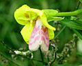 Primrose Moth