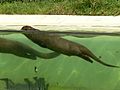 Pteronura brasiliensis on the water