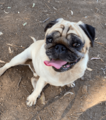 Pug sitting on the ground