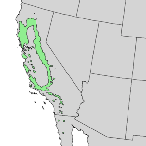 Quercus wislizeni range map 1.png