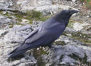 Raven Cypress Provincial Park 2