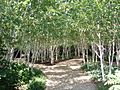 Silver Trees - geograph.org.uk - 911455