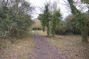 Somersham Local Nature Reserve 2.jpg