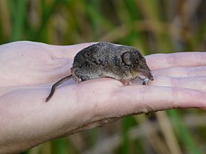 Sorex ornatus relictus.jpg