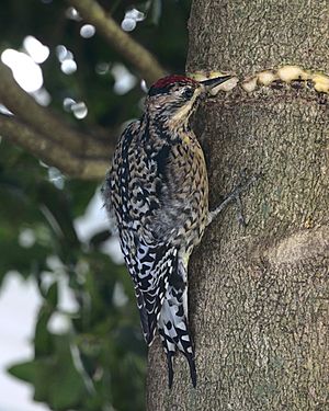 Sphyrapicus varius girdling