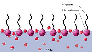 Surfactant