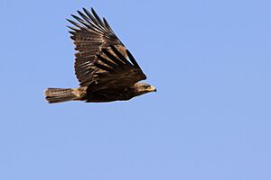 Tawny Eagle Aquila rapax