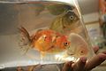 Three Ranchu Goldfish