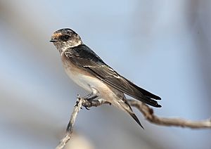 Tree Martin (4468433245).jpg