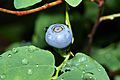 Vaccinium ovalifolium 9376