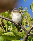 Vireo olivaceus -Madison -Wisconsin -USA-8.jpg