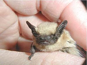 Western pipistrelle.jpg