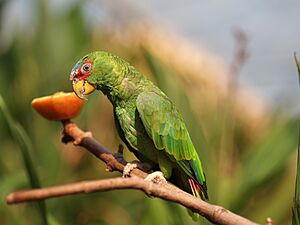 White-fronted amazon (Amazona albifrons) 1.jpeg