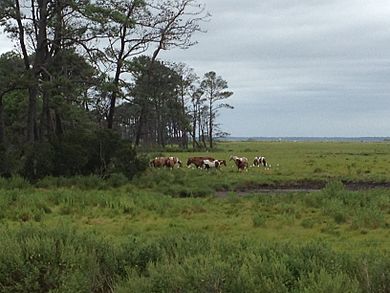 Wild Ponies at Chincoteague National Wildlife Refuge