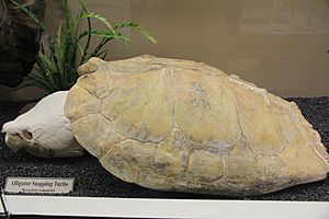 Alligator Snapping Turtle Skeleton