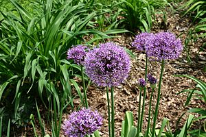 Allium aflatunense 5801.JPG