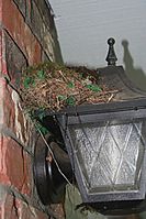 American Robin Nest