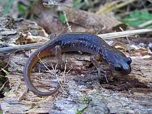 Arboreal Salamander (Aneides lugubris) - Flickr - GregTheBusker (3).jpg