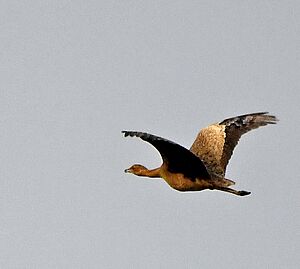 Bengal Florican. AMSM2805