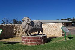 Big ram Karoonda