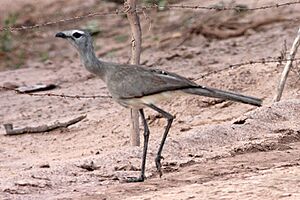 Black-legged Seriema (Chunga burmeisteri)