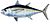 Blackfin tuna, Duane Raver Jr.jpg