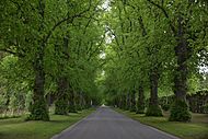 Blair Castle entrance avenue 2017-05-27