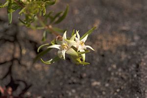 Boronia decumbens.jpg