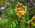 Caesalpinia bonduc inflo