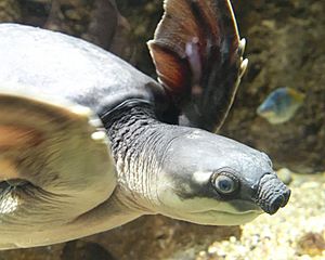 Carettochelys insculpta LA zoo