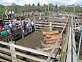 Cattle sale 1