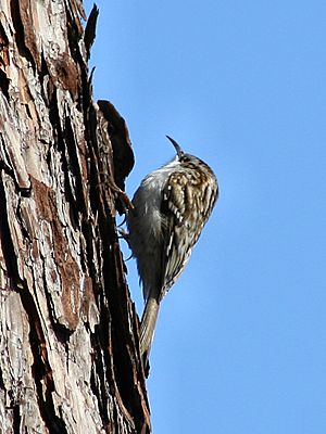 Certhia familiaris 01