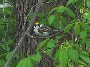 Chestnut-sided Warbler-male